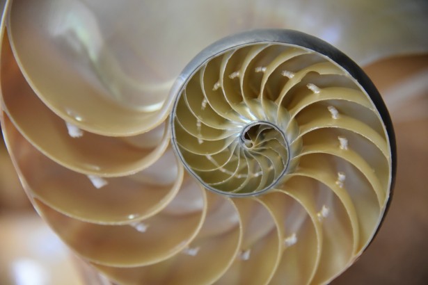 Nautilus shell golden spiral
